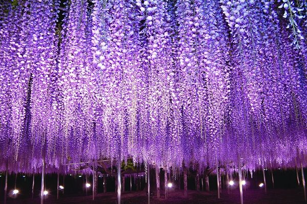 【2024年】あしかがフラワーパーク「光の花の庭」イルミネーションの日程は?アクセスは?
