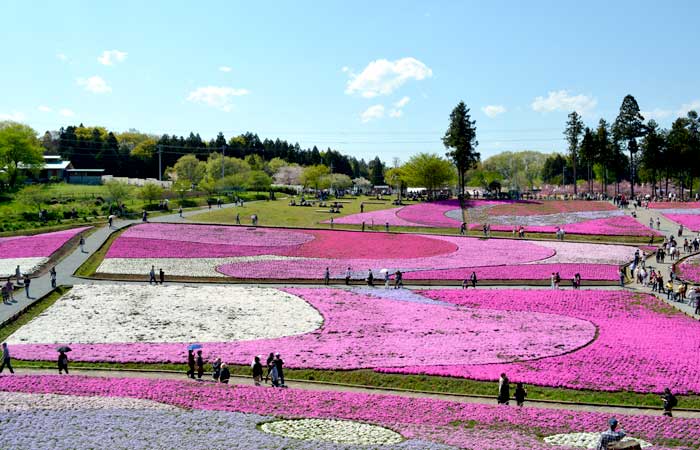 【2025年】羊山公園芝桜の丘 アクセス方法や営業時間など紹介