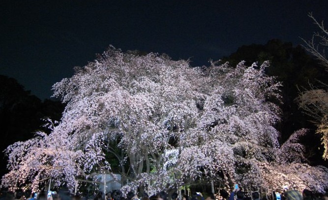 【2024年】東京の桜名所・人気お花見スポットを紹介『Part.2』