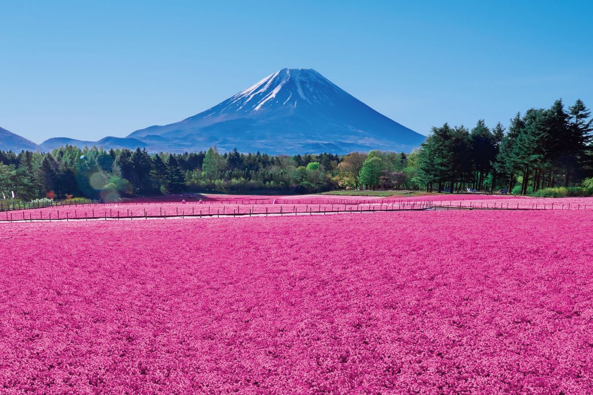 【2025年】富士山と絶景「富士芝桜まつり」アクセス方法など紹介