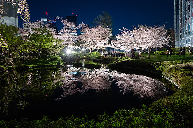 【2024年】東京都の夜桜ライトアップ人気桜名所を紹介『Part.2』