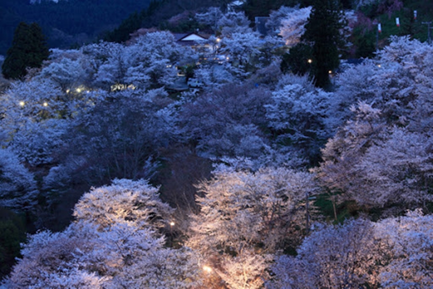 【2025年】日本三大桜名所「吉野山」桜ライトアップを紹介