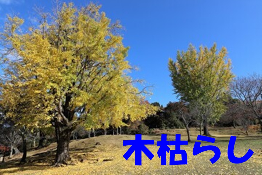 木枯らしの読み方と意味は? 冬の季語を深掘りしてみよう!