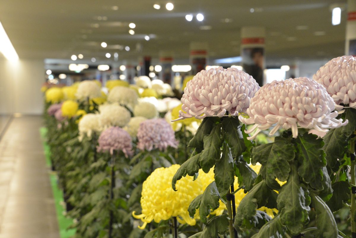 2025 第63回 さっぽろ菊まつり（札幌市中央区）