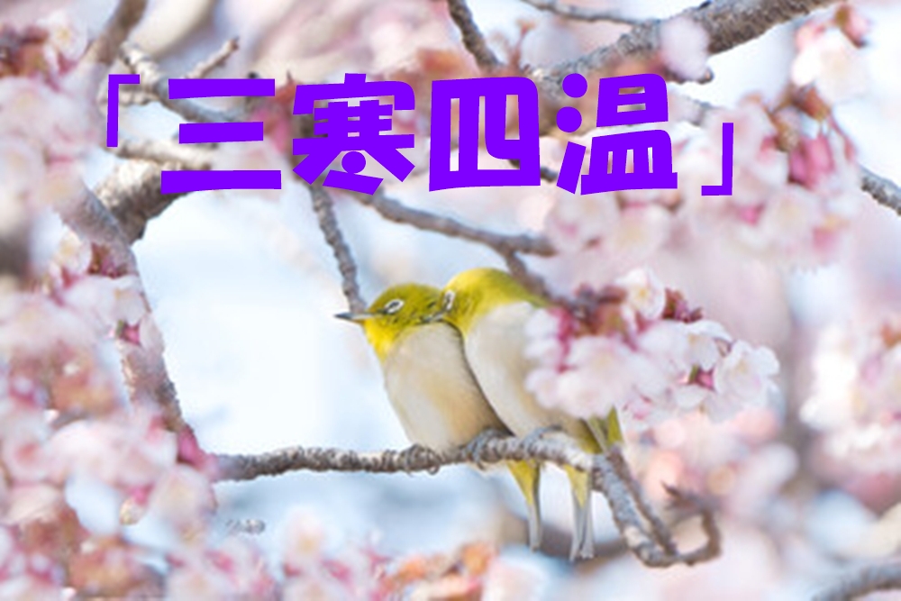 三寒四温の反対語は四温三寒？秋の変化を読み解こう！