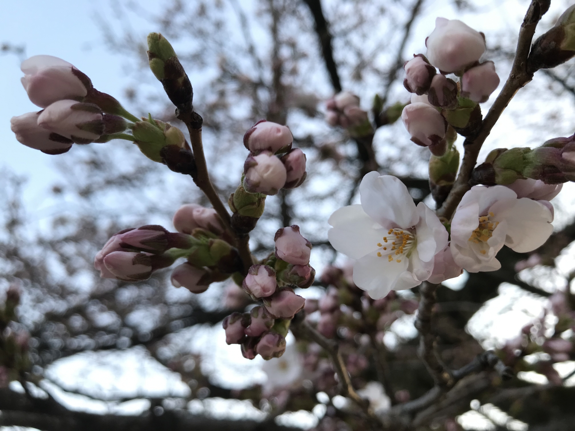 三寒四温の真実とは?意味と使い方を徹底解説!