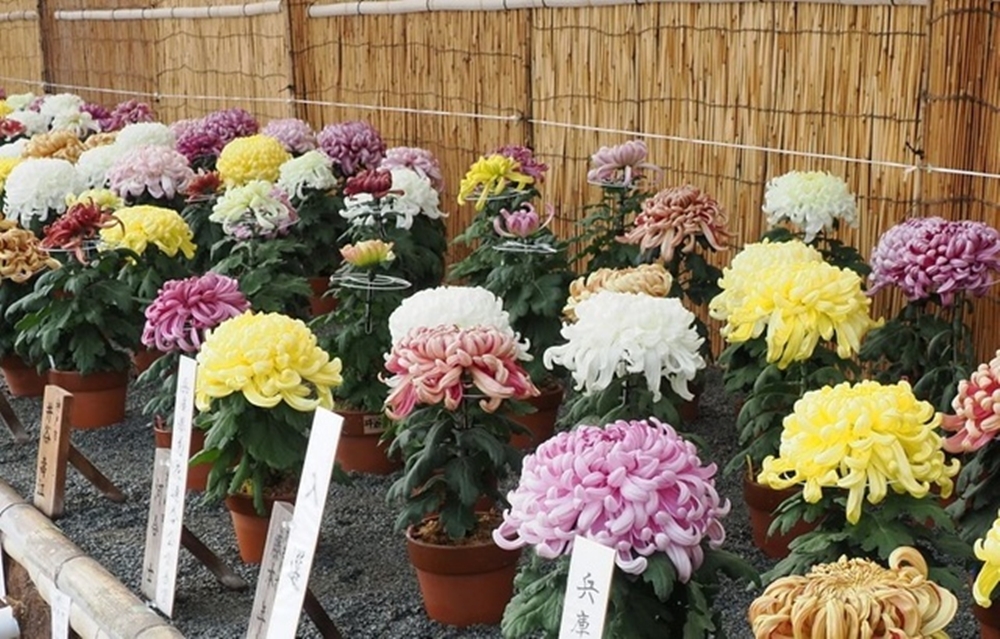 第48回兵庫県連合菊花展覧会 2025（兵庫県加西市）