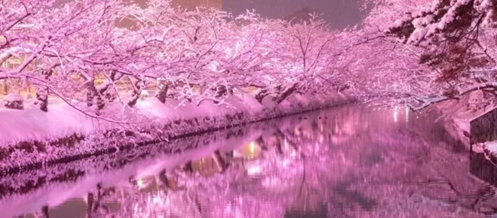 冬に咲くさくらライトアップ2025-26（青森県弘前市）