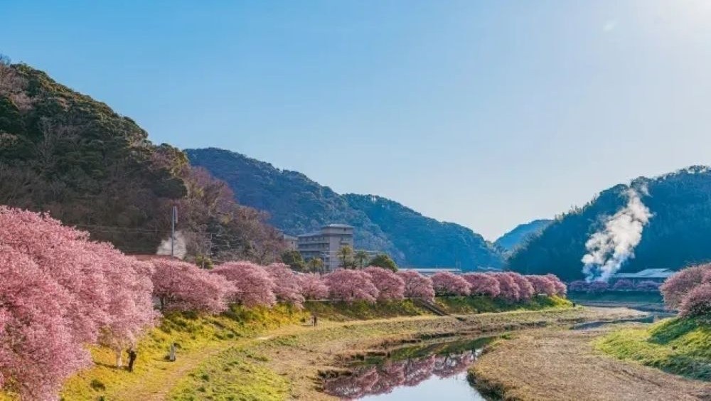第28回 みなみの桜と菜の花まつり(静岡県賀茂郡)