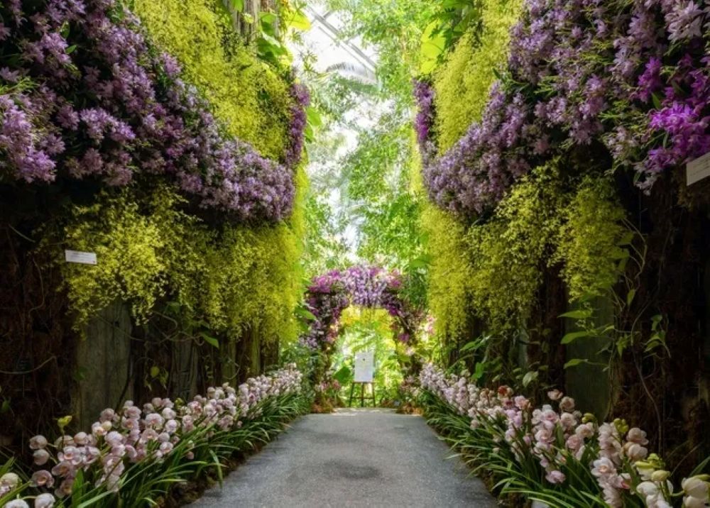 第20回ラン展「ようこそ！冬の華やかな温室へ」（高知市五台山）