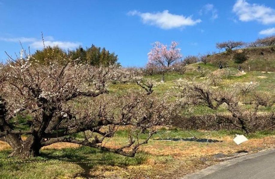 第37回夢たちばな観梅会（福岡県八女市）