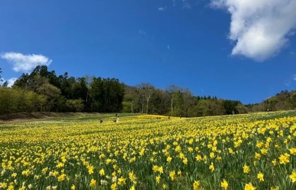 ノルンみなかみフラワーガーデン すいせん チューリップ2026（群馬県利根郡）