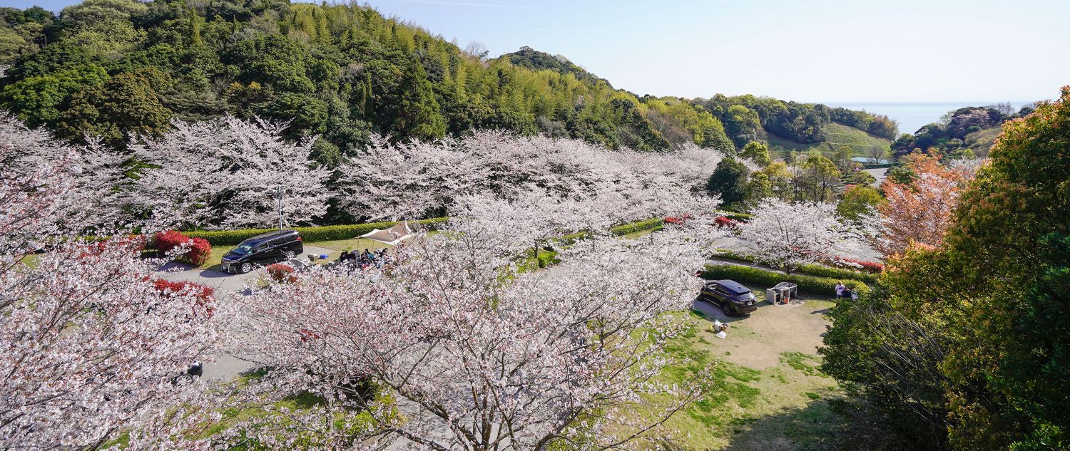 2026年 冠山総合公園 梅まつり（山口県光市）