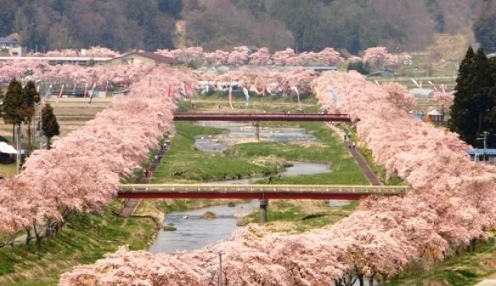 【桜・見ごろ】夏井千本桜(福島県田村郡)