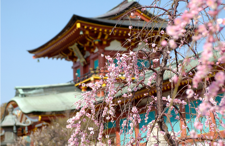 2026年 防府天満宮 梅まつり（山口県防府市）