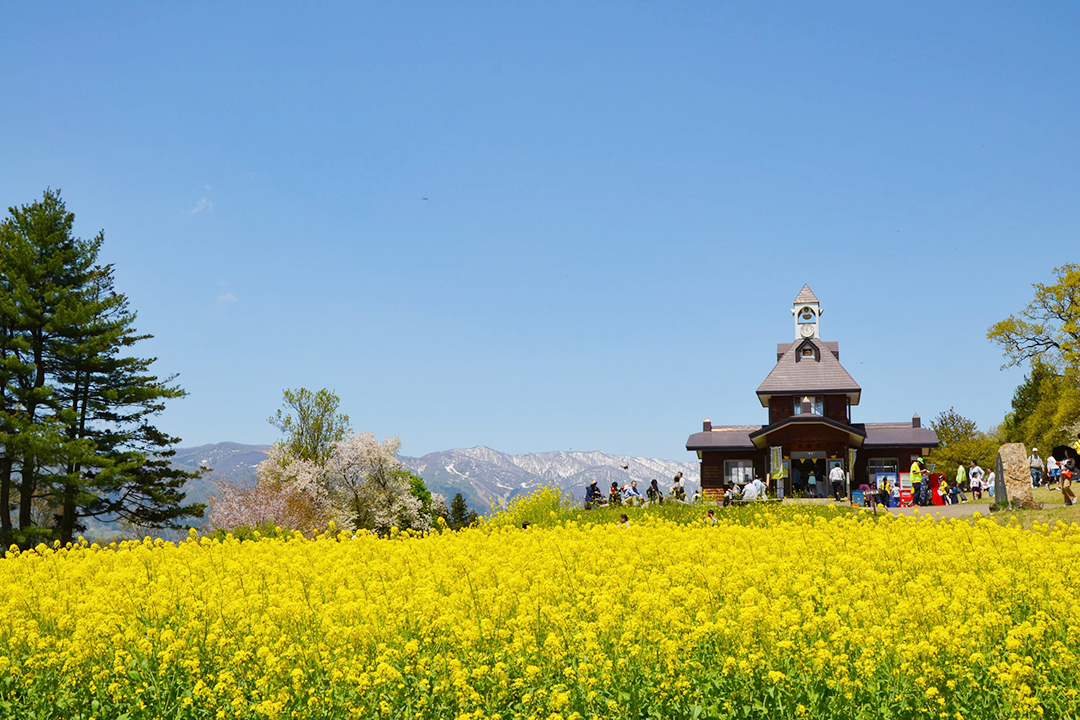 第43回いいやま菜の花まつり（長野県飯山市）