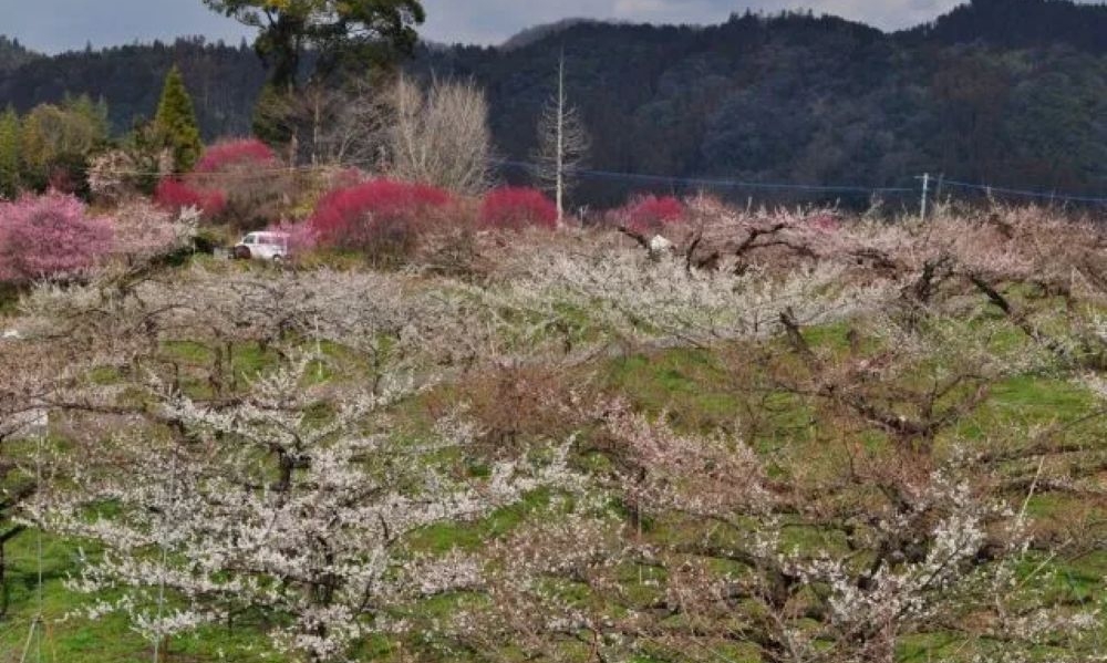 第46回 日田おおやま梅まつり(大分県日田市)
