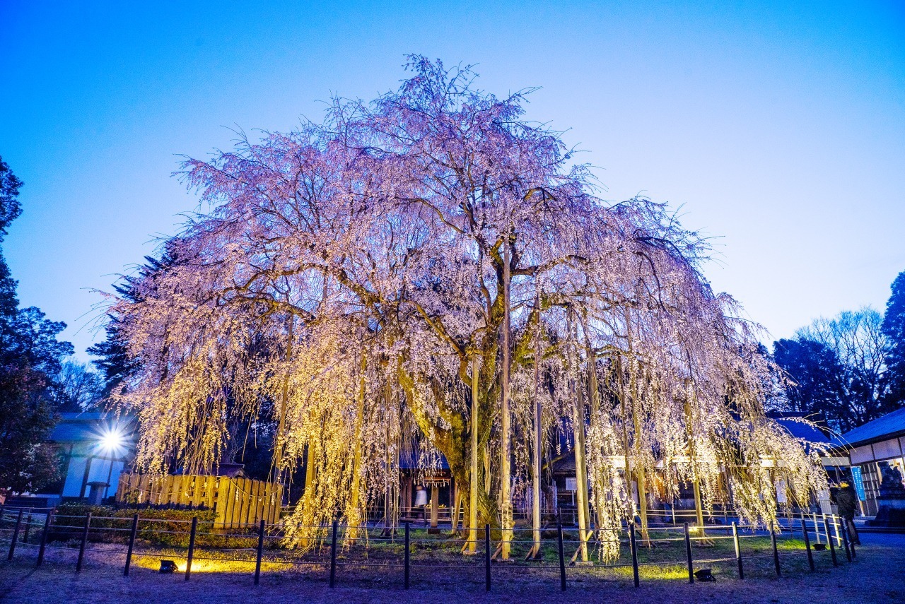 第41回 ふくい桜まつり 2026（福井県福井市）